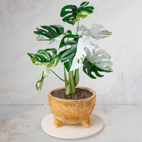 Baking Recipes, Cake Tutorials & Online Cake Classes - Sugar Geek Show Monstera Plant Cake Ideas, Plant Lover Cake, Plant Cakes Ideas, Plant Cakes, Baking Recipes Cake, Edible Dirt, Sugar Geek, Pot Cake, Pot Cakes