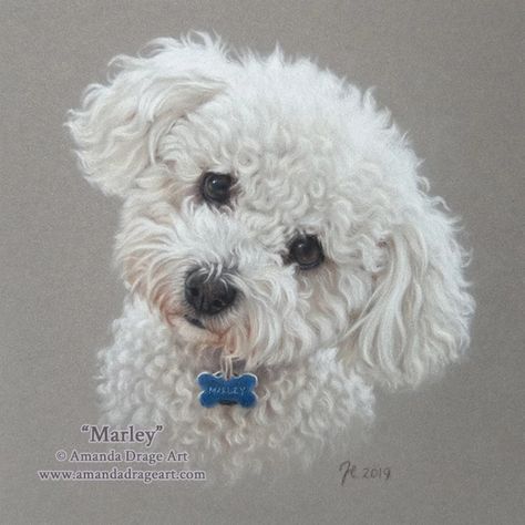 Other Dog Breeds Pastel Portraits | Amanda Drage Art Cute Donkey Drawing Art, Bichon Poo, Bichon Frise Art, Poodle Drawing, Pet Portraiture, Pet Portrait Paintings, Bichon Dog, Dog Portraits Painting, Dog Portraits Art