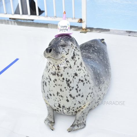 Today marks Azarashi Seal Paradise's 7th anniversary! Source: @/aguhiyori Azarashi Seal Paradise Seal Wallpaper, Spotted Seal, Funny Seal, Ringed Seal, Funny Seals, Harp Seal, Harbor Seal, Cute Seals, Wild Baby