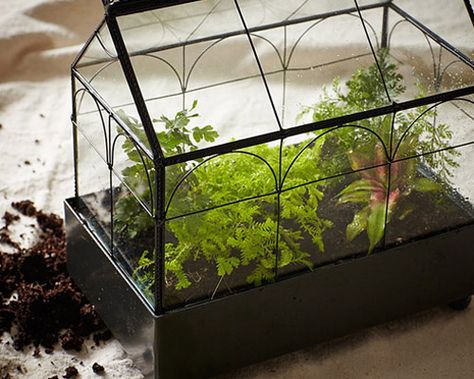 Create Your Own Closed Terrarium in 7 Easy Steps Terrarium Closed, Crystal Terrarium, Closed Terrarium, Wardian Case, Terrarium Wedding, Cactus Terrarium, Moss Garden, Gardening 101, Garden Terrarium