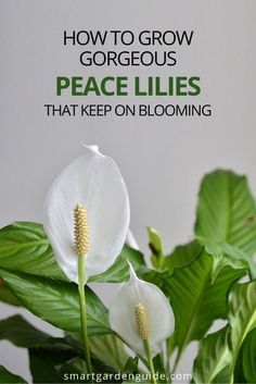 Peace Lily Plant Care, Lilly Plants, Peace Lily Flower, Peace Lily Care, Peace Plant, Lily Plant Care, Peace Lillies, Lily Care, Peace Lilies