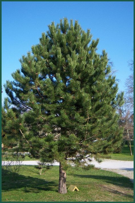 Pine 'Austrian' is a hardy pine tree that will get about 30 feet tall and 20 feet wide. Mosquito Repellent Plants, Planting Zones, Soil Conservation, Fast Growing Evergreens, Repellent Plants, Large Yard, Evergreen Trees, Mosquito Repellent, Ornamental Grasses