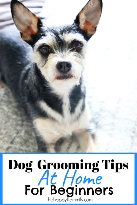 Dog grooming for beginners. How to groom a dog youtube. Dog grooming techniques. How to groom a dog at home with scissors. How to groom a dog face. Dogs that need grooming. Professional dog grooming tips. How to groom your dog at home. Save money by grooming your dog at home. #dogs #pets #DogGroom #dogHairStyle #DogGrooming #Dogcleantips #petcare At Home Dog Grooming, Grooming Dogs, Pets Grooming, Oatmeal Dog Shampoo, Dog At Home, Grooming Business, Dog Grooming Tips, Pet Tips, Dog Groomer