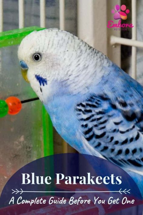 Parakeet Cage Ideas, Baby Parakeets, Parakeet Care, Best Pet Birds, Blue Budgie, Blue Parakeet, Parakeet Cage, Pet Bird Cage, Parakeet Bird