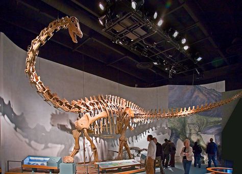 Diplodocus Denver With Kids, Dino Museum, Denver Activities, Colorado Attractions, Dinosaur Skeletons, Denver Museums, Real Dinosaur, Nature Science, Denver Art