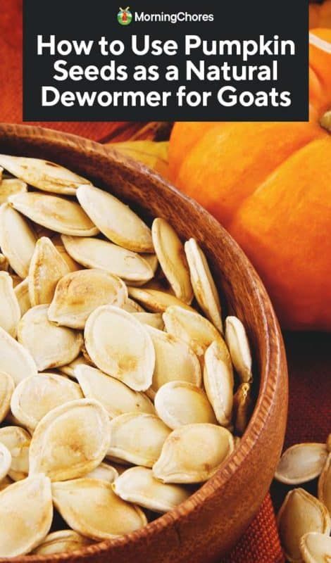 How to Use Pumpkin Seeds as a Natural Dewormer for Goats Crockpot Bread Recipes, Crockpot Bread, Goat Health, Keeping Goats, Goat Pen, Goat Shelter, Goat Milk Recipes, Goat House, Feeding Goats