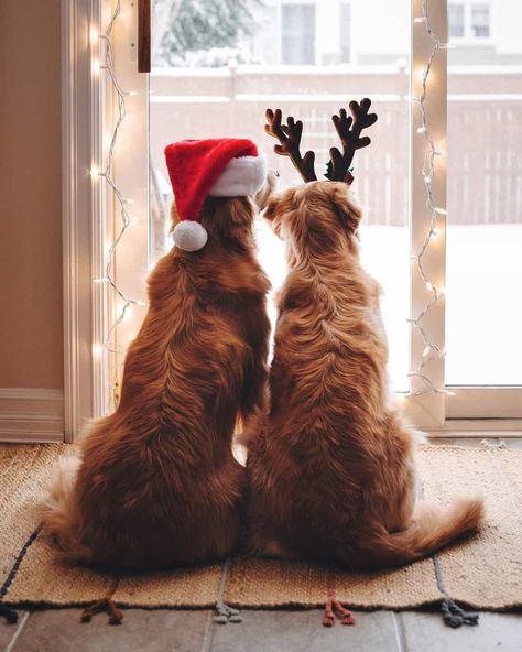 Extremely Adorable Christmas-Themed Photos of Lizzie and Ally Ottawa Ontario, Golden Retrievers, Ontario Canada, The Window, Ottawa, Ontario, Dogs, Christmas, On Instagram