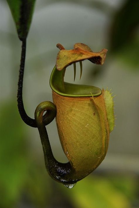 Insectivorous Plant, Pitcher Plants, Bog Plants, Plante Carnivore, Strange Flowers, Weird Plants, Plant Fungus, Pitcher Plant, Unusual Plants