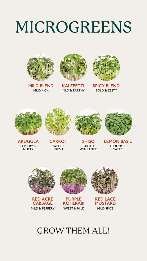 10 different varieties of microgreens: carrot, shiso, lemon basil, mild blend, spicy blend, kalefetti, arugula, red lace mustard, red acre cabbage, and purple kohlrabi. Micro Herbs Growing, Meals With Microgreens, Types Of Microgreens, How To Grow Micro Greens, Micro Greens Benefits, Grow Microgreens Indoors, How To Eat Microgreens, Recipes With Microgreens, Micro Greens Growing Indoors