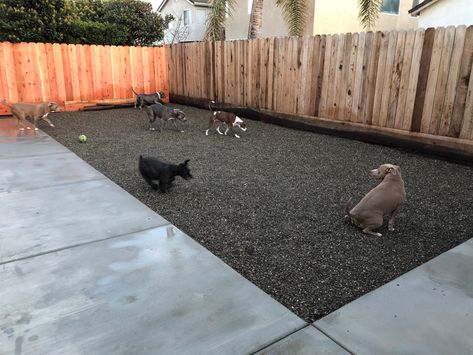 Backyard For Dogs, Pea Gravel Backyard, Gravel Backyard, Dog Friendly Backyard, Concrete Backyard, Dog Yard, Pea Gravel, Front Entrance, Cable Tie