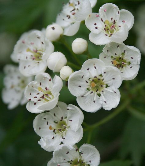 Hawthorne Flower, Hawthorn Flowers, Hawthorn Blossom, Hawthorn Flower, Flower Close Up, Valley Flowers, Language Of Flowers, Flower Fairies, Birth Month Flowers