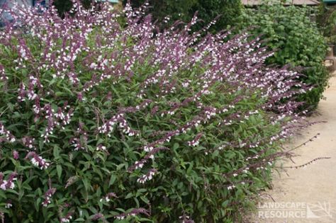 Salvia 'Waverly Sage' -- hummingbirds love this plant!  It does not like heavy pruning; just deadhead, and light pruning to control size. Salvia Waverly, Perennial Salvia Plant, Salvia Sclarea Plant, Lilly Garden, Salvia Curviflora, Salvia Sclarea, Bell Gardens, Front Yard Plants, Habitat Garden