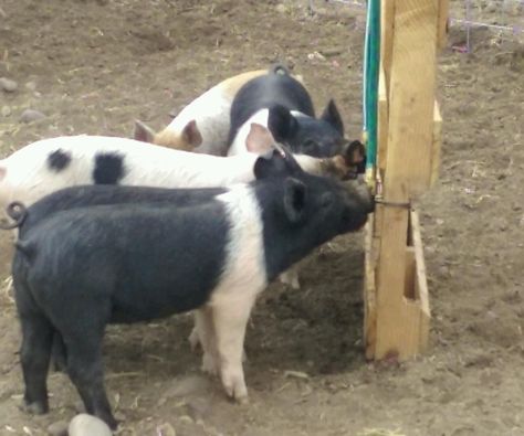 Hog Waterer Diy, Hog Farming, Hog Waterer, Metal Bending Tools Ideas, 4h Livestock, Pig Pens, Pig Feeder, Pig Waterer, Pastured Pigs