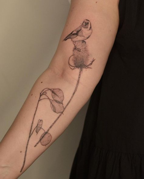 Teasel Tattoo, Nightjar Tattoo, Flying Finch Tattoo, Finch Bird Tattoo, Illustrative Bird Tattoo, The Goldfinch Tattoo, Nuthatch Tattoo, Northern Mockingbird Tattoo, Carolina Wren Tattoo