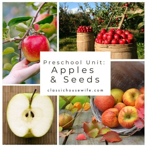 Preschool: Apples & Seeds Unit - Classic Housewife Preschool Apple Unit, Preschool Apples, Apple Unit Study, Apple Math, Apple Preschool, Apple Hand Pies, Apple Unit, Preschool Units, Preschool Planning