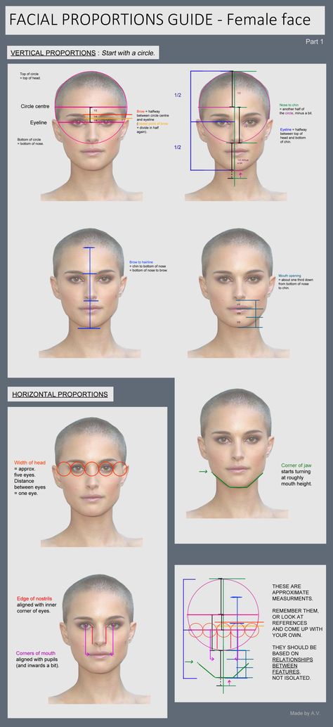 Facial Anatomy For Artists, Face Porpotion Reference, Female Face Proportions, Female Face Anatomy, Female Head Anatomy, Proportions Of The Face, Face Proportions Drawing, Head Proportions, Planes Of The Face