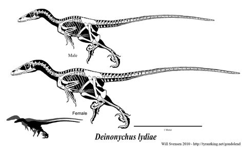 theropod - deinonychus Raptor Skeleton, Velociraptor Skeleton, Feathered Raptor, Skeleton Drawing, Tatoo Inspiration, Skeleton Drawings, Dinosaur Drawing, Zombie Disney, Dinosaur Skeleton