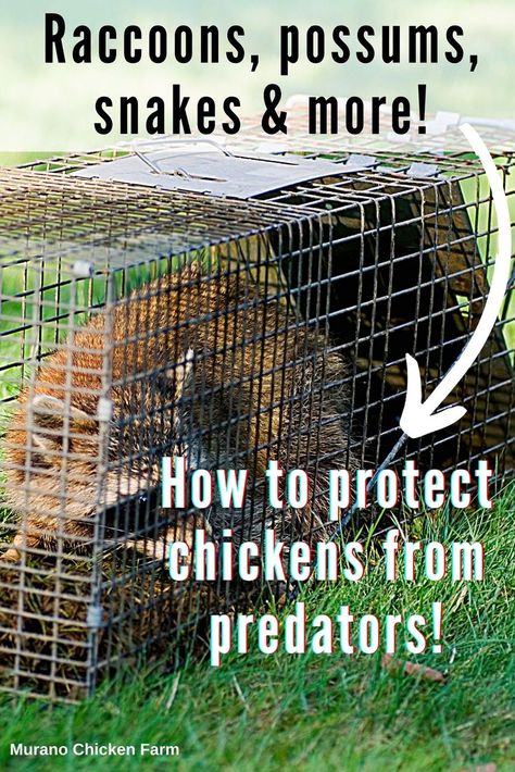 Raccoon in a cage, caught by chicken coop Raising Ducks, Raising Chicks, Chicken Pictures, Backyard Chicken Farming, Chicken Health, Backyard Poultry, Keeping Chickens, Baby Chickens, Cute Chickens