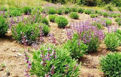 The post Sage Tea (Salvia): Benefits, Therapeutic Properties, And Side Effects appeared first on FoodNurish. In this article, we are talking about Sage (Salvia Officinalis) and its benefits, therapeutic properties, and potential side effects. We are also providing some sage tea recipes that will help you boost your health. The properties of sage will delight you. It is a plant with many uses, from cooking to beauty. Name: SageScientific name: … Sage Tea (Salvia): Benefits, Therapeutic Prop Salvia Benefits, Spices For Beef, Beef Stew Spices, Spice Combinations, Sage Tea, Salvia Officinalis, Healing Affirmations, Fresh Oregano, Hearty Stews