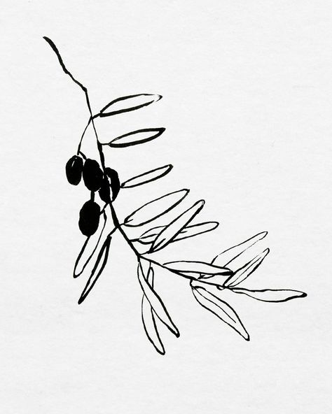 Olive Plant Illustration, Botanical Ink Drawing, Olives Drawing, Drawing Plants And Flowers, Olives Illustration, Olive Drawing, Flower Ink Drawing, Olive Illustration, Drawing Plants