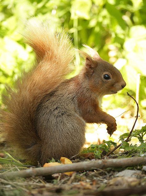 Squirrel Photos, Squirrel Nutkin, Squirrel Pictures, Learning Art, Woodland Friends, Cute Squirrel, A Squirrel, Baby Squirrel, Winter Festival