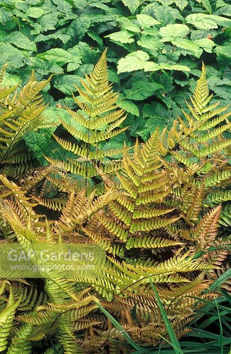 Goats Beard, Beard Images, Plant Photography, Mid Century House, Fern, Garden Plants, Goats, Plant Leaves, Gap