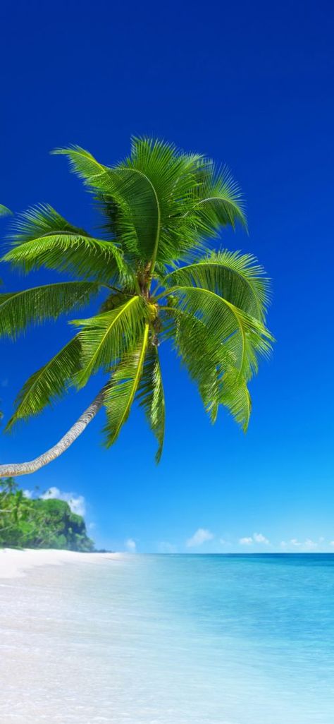 Beach Wallpapers for Phone with Picture of Beautiful Tropical Beach and Coconut Tree Tree Hd Wallpaper, Desktop Background Nature, Green Nature Wallpaper, Iphone Wallpaper Winter, Sea Photography, Pretty Beach, Unique Beach, Tropical Beaches, Black Wallpaper Iphone