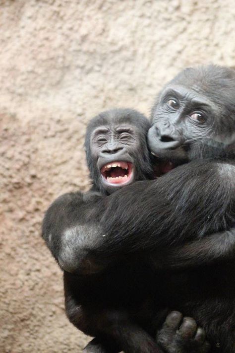 Two Monkeys Hugging, Monkeys Aesthetic Animal, Smiling Chimpanzee, Mother Animals And Their Babies, Baby Gorillas, Wild Animals Photos, Baby Smiling Meme, Power Animal, Great Ape