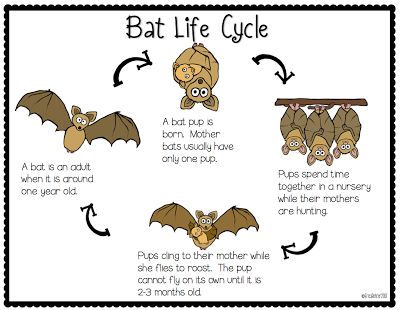 Bat Life Cycle (free from Batty for Bats packet; from Erica's Ed-Ventures) Bats Unit Study, Bat Lessons, Bats Unit, Bats Activities, October School, October Ideas, October Activities, 1st Grade Science, Fall Lessons