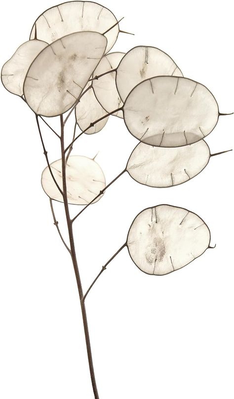 Amazon.com : 50 Lunaria Biennis Seeds - Silver Dollars, Money Plant, Honesty Plant, Moonwort : Patio, Lawn & Garden Silver Dollar Plant, Dollars Money, Plant Book, Plant Tattoo, Money Plant, Cute Animal Illustration, Botanical Tattoo, Hip Tattoo, Seed Pods