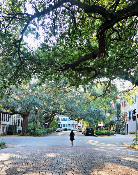 Jones Street, one of the most beautiful streets in Savannah Savannah Photography, Senior Pictures Downtown, Forsyth Park, Live Oak Trees, Chicago Travel, Oak Trees, Morocco Travel, Live Oak, Beautiful Streets