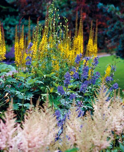 Valtikkanauhus (Ligularia przewalskii), aitoukonhattu (Aconitum napellus subsp. lusitanicum), jaloritarinkannus (Delphinium-risteymät) ja jaloangervo (Astilbe arendsii) http://www.viherpiha.fi/perennat-ja-sipulikasvit/unelmien-perennapenkki-loppukesa Ligularia Przewalskii, Flowering Grasses, Astilbe Arendsii, Aconitum Napellus, Flower Combinations, Desert Gardens, Front Courtyard, Desert Garden, Cut Flower Garden