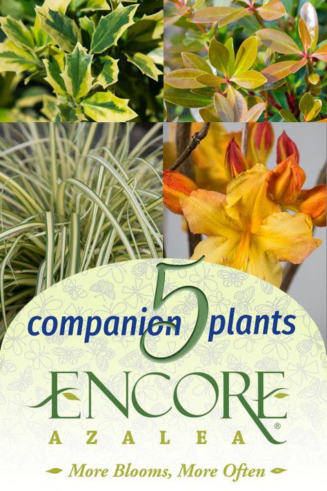 Choosing companion plants can sometimes cause a little fear and trepidation. Relax – with Encore® Azaleas, it’s really hard to get it wrong.  #azaleas #gardenplanning #companionplants #plantpairing #rebloomingazaleas Azalea Companion Plants, What To Plant With Azaleas, Landscaping With Azaleas, Azaleas Landscaping, Encore Azaleas, Ornamental Grass Landscape, Azaleas Garden, Southern Living Plants, Vegetable Beds Raised