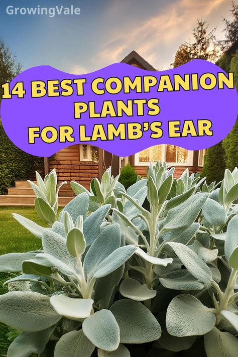 Lambs Ear Companion Plants Lambs Ears Plants, Landscaping With Lambs Ear, Lambs Ear Landscaping Border, Lambs Ear Border, Lambs Ear Companion Plants, What To Plant With Lambs Ear, Catmint Landscaping, Lambs Ear Landscaping, Lambs Ear Plant