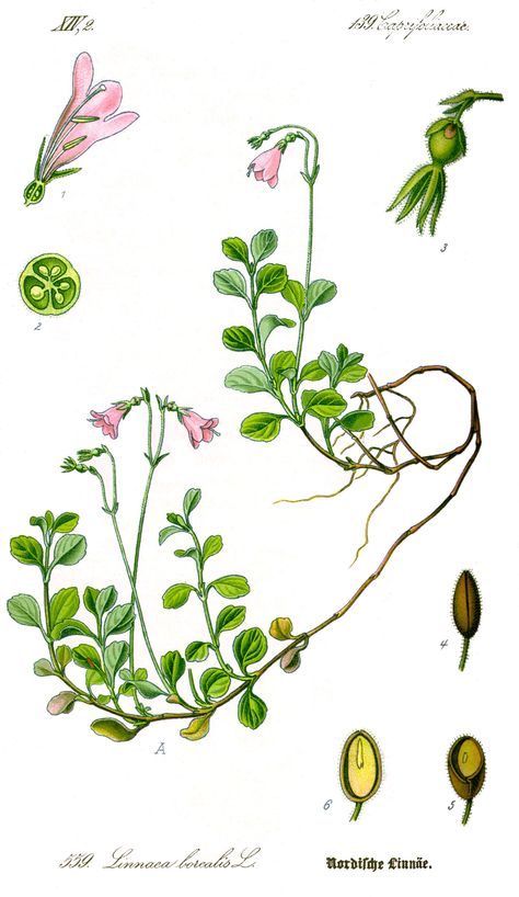 Linnea Linnaea borealis Linnea Borealis, Linnea Flower, Vintage Plant Illustration, Linnaea Borealis, Carl Linnaeus, Lake House Wall Art, Botanical Book, Illustration Kitchen, Illustration Botanical