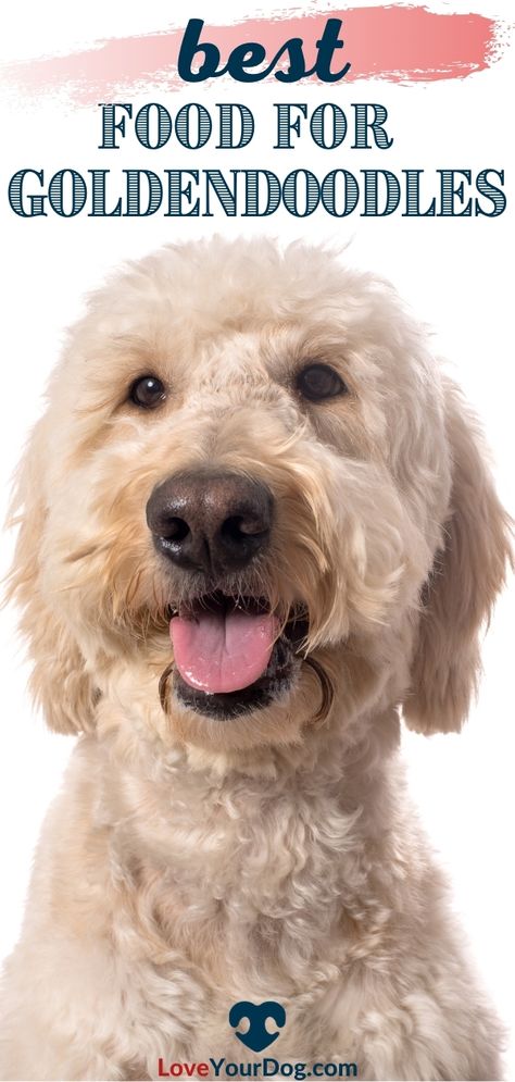 Goldendoodle Diet, Best Dog Food For Goldendoodles, Goldendoodle Training, Healthy Carbohydrates, Goldendoodle Art, Dog Biscuit, Dog Biscuit Recipes, Poodle Grooming, Biscuit Recipes