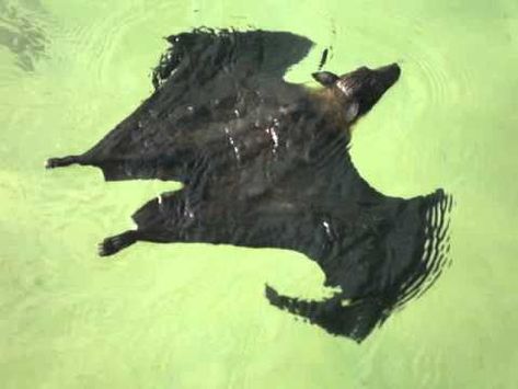 A Lone Fruit Bat Swims Gracefully Across a Pond at the Nek Chand Rock Garden in Chandigarh, India Bat Species, Fruit Bat, Types Of Animals, Creatures Of The Night, A Pond, Animal Behavior, Wild Nature, Chandigarh, Rock Garden