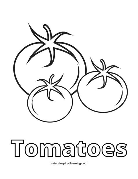 Tomato Coloring Pages - Nature Inspired Learning Tomato Plant Drawing, Tomato Coloring Page, Tomato Plants Drawing, Tomato Vector, Vegetable Colouring Picture, Kindergarten Coloring Sheets, Rainbow Canvas, Fruit Coloring Pages, Animal Printables