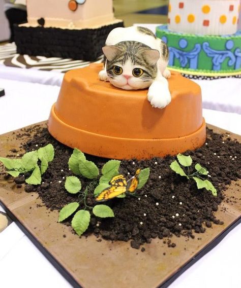 Kitten Cake, Animal Cakes, Cat Cake, Crazy Cakes, Unique Cakes, Novelty Cakes, Gorgeous Cakes, Occasion Cakes, Fancy Cakes