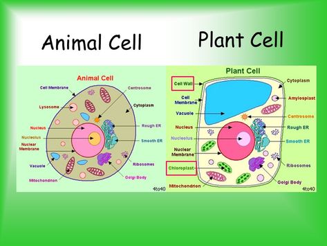 Parts of a Cell. - ppt video online ... Plant Cell Drawing, Plant Cell Labeled, Animal Cell Drawing, Animal Cell Structure, Plant Cell Diagram, Plant Cell Structure, Animal Cell Project, Nuclear Membrane, Cell Diagram