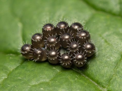 The Blobby, Dazzling World of Insect Eggs - Atlas Obscura Black Insects, Insect Eggs, Shield Bugs, Leaf Beetle, Different Types Of Animals, Insect Species, Stick Insect, Strange Facts, Stink Bugs