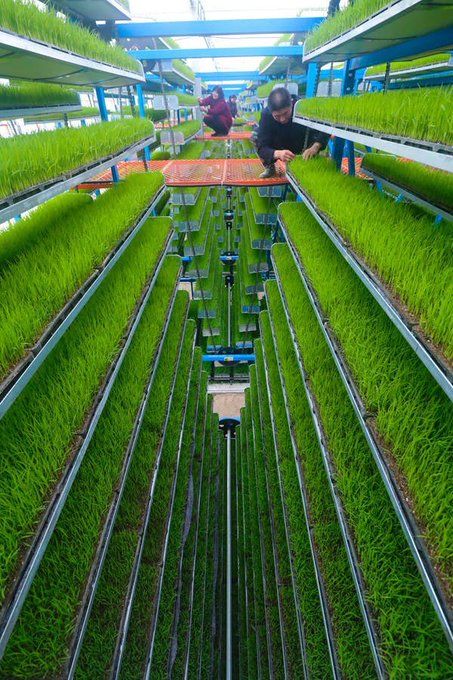 Modern Agriculture Updates on Twitter: "RICE modern farming technology is exciting 🌾❤️ https://t.co/7n5kFktBfJ" / Twitter Agriculture Photography, Modern Farming, Architecture Jobs, Farming Technology, Modern Agriculture, Hydroponic Farming, Floating Garden, Mechanical Engineering Design, Vegetable Farming