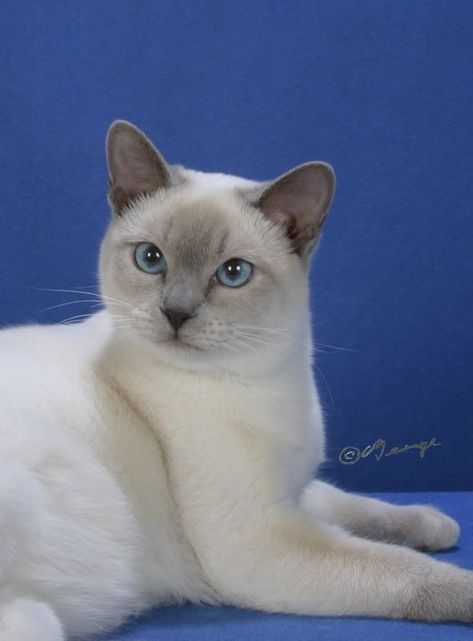 Blue Point Cat, Tonkinese Kittens, Siamese Cats Blue Point, Cat Sketches, Tonkinese Cat, Domestic Cat Breeds, Dream Pet, Cat Stretching, Tonkinese