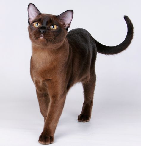 Burmese Kittens, European Burmese, Cats Outside, Burmese Cat, Cat Pose, Brown Cat, Cat Facts, Domestic Cat, Warrior Cats