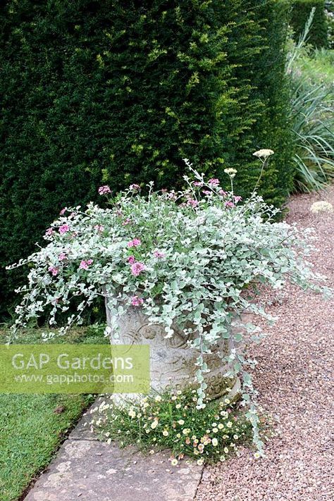 Large baroque container planted with Verbena tenara and Helichrysum petiolare - Licorice plant Licorice Plant Container, Helichrysum Petiolare, Licorice Plant, Plant Images, Plant Photography, Outdoor Planters, Container Plants, Licorice, Secret Garden