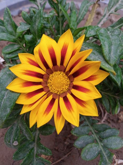 Gazania flower in large blooms Gazania Flowers, Beautiful Colors, Flower Garden, Flowers, Color