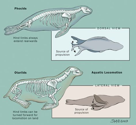 The great Seal / Sea Lion debate is over. Fur Seal, Evolutionary Biology, Type Illustration, Marine Biology, Sea Lion, Zoology, Science Art, Seals, Biology