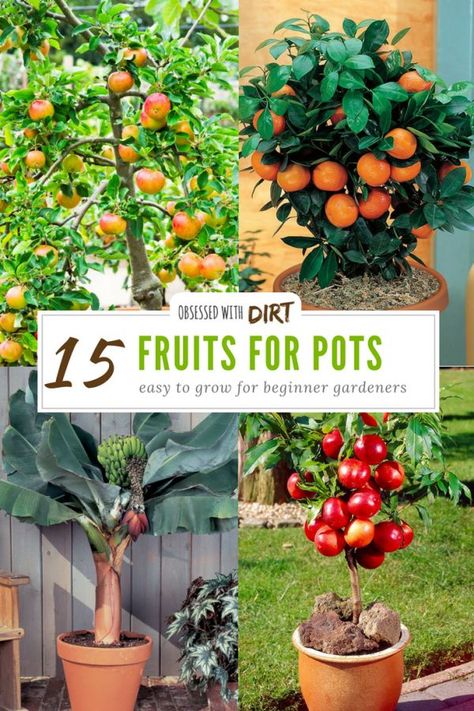 Container Gardening Fruit, Fruit Trees In Containers, Gemüseanbau In Kübeln, Funny Vine, Container Garden Design, Backyard Vegetable Gardens, Big Garden, Home Vegetable Garden, Container Gardening Vegetables