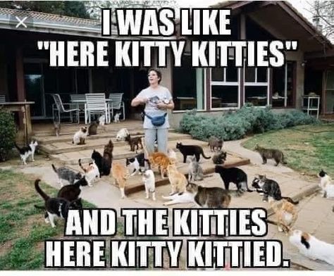 Here Kitty Kitty, Kitty Kitty, Funny Cat Memes, Cat Quotes, Funny Animal Memes, Animal Friends, Funny Cute Cats, Animal Jokes, Funny Animal Pictures