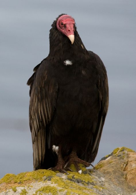 Turkey Crockpot, Thanksgiving Crockpot, Turkey Vulture, Leftover Thanksgiving, Ugly Animals, Crockpot Turkey, Turkey Recipe, Turkey Chili, Buzzard